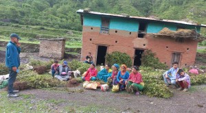 मौराखारालाई एक हजार १५० टिमुरका बिरुवा प्रदान